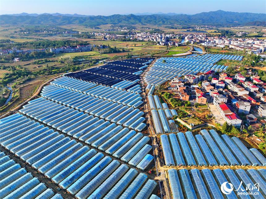 撫州市廣昌縣頭陂鎮大棚蔬菜基地，整齊排列的鋼架薄膜大棚與村莊房屋、綠樹群山相互映襯。人民網 朱海鵬攝