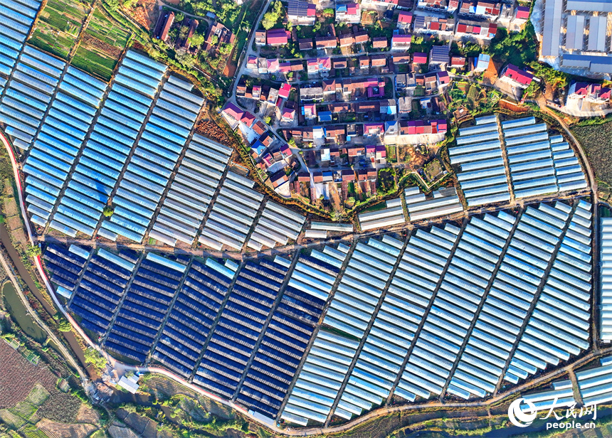 撫州市廣昌縣頭陂鎮大棚蔬菜基地，整齊排列的鋼架薄膜大棚與村莊房屋、綠樹群山相互映襯。人民網 朱海鵬攝