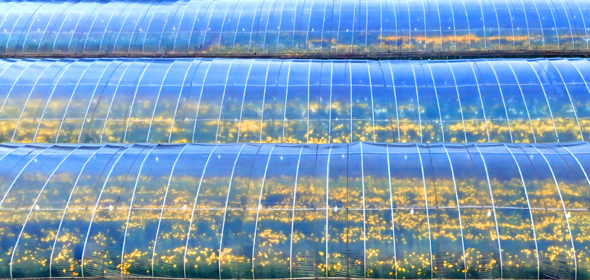 湖口縣流泗鎮紅星村菊花種植基地內，菊花喜獲豐收。吳江攝