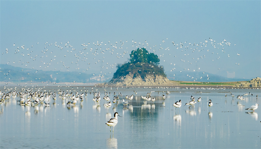 大批越冬候鳥在江西鄱陽湖湖口水域集結。李學華攝
