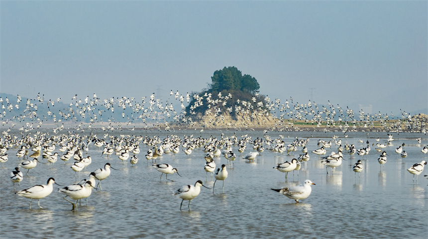 大批越冬候鳥在江西鄱陽湖湖口水域集結。李學華攝