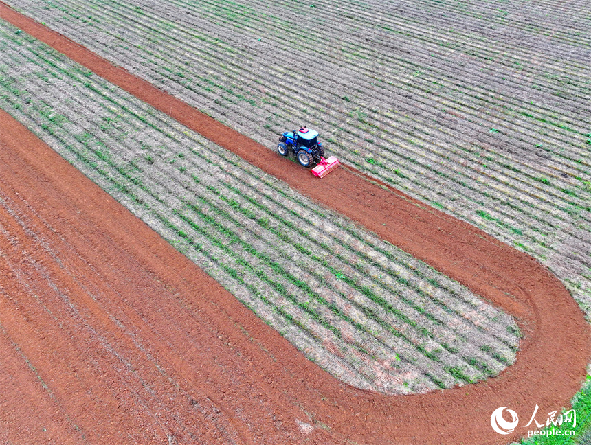 豐城市尚莊街道赤崗村村民在翻耕田地，拖拉機來回循環作業在大地上繪出漂亮的線條。人民網 朱海鵬攝