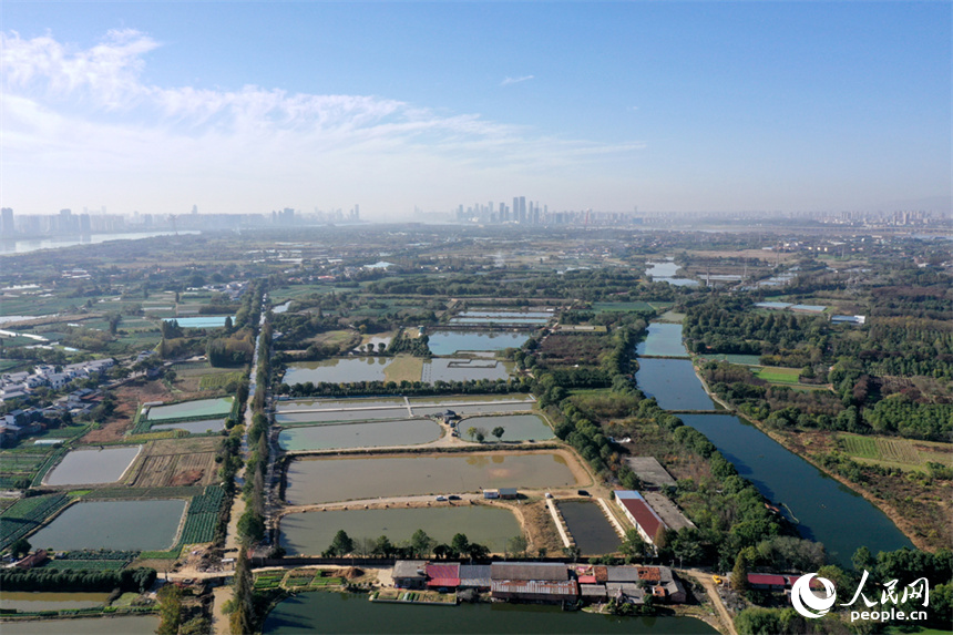 江西省南昌市東湖區揚子洲鎮的大片農田綠意盎然，一派勃勃生機的景象。人民網記者 時雨攝