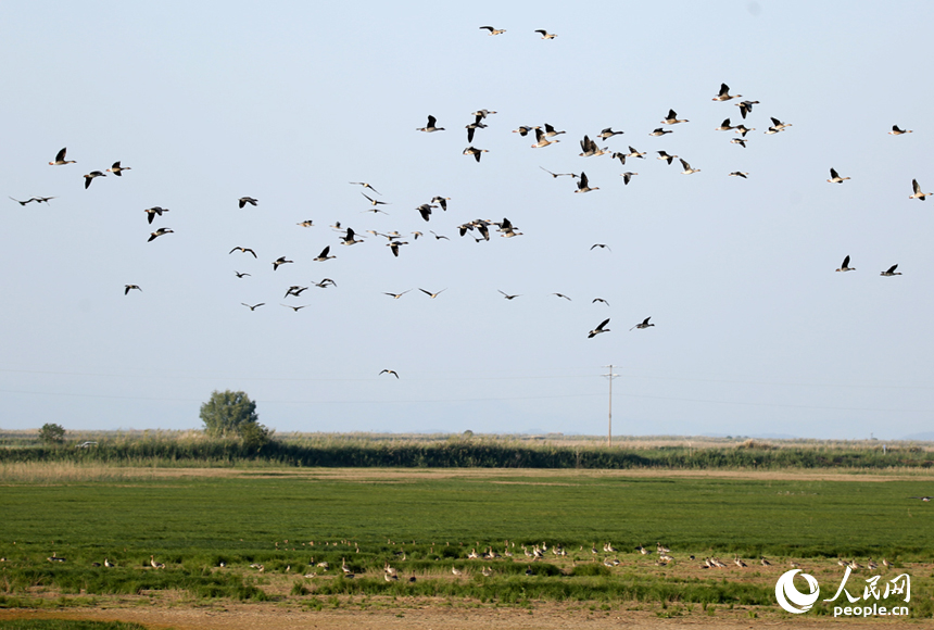 隨著冬季的來臨，我國最大的淡水湖鄱陽湖迎來大批越冬候鳥。人民網記者 時雨攝