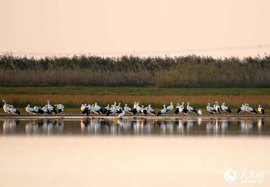 隨著冬季的來臨，我國最大的淡水湖鄱陽湖迎來大批越冬候鳥。人民網記者 時雨攝
