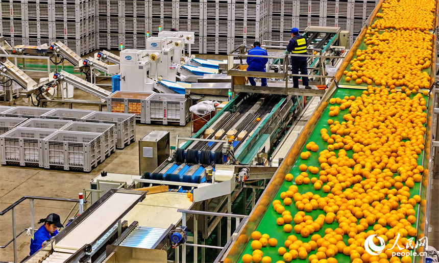 贛州市信豐縣的臍橙加工企業加緊進行選果、包裝等作業流程，確保水果市場供應足。人民網 朱海鵬攝