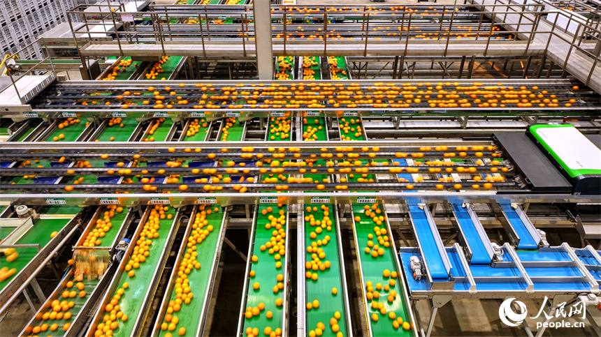 贛州市信豐縣的臍橙加工企業加緊進行選果、包裝等作業流程，確保水果市場供應足。人民網 朱海鵬攝