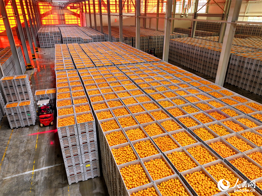 贛州市信豐縣的臍橙加工企業加緊進行選果、包裝等作業流程，確保水果市場供應足。人民網 朱海鵬攝