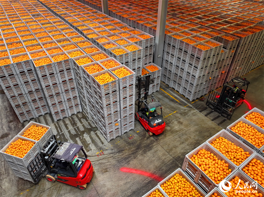 贛州市信豐縣的臍橙加工企業加緊進行選果、包裝等作業流程，確保水果市場供應足。人民網 朱海鵬攝