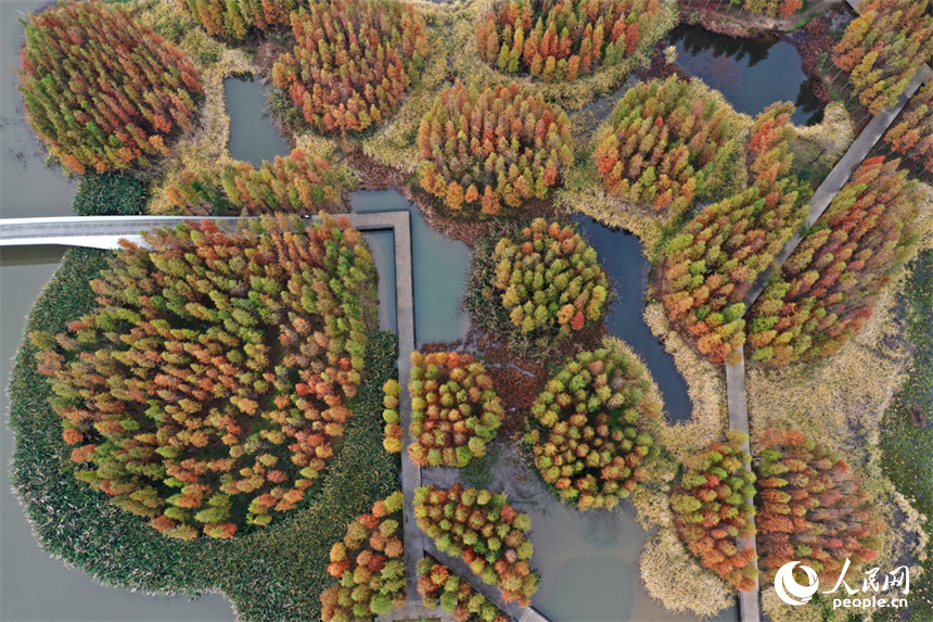 大雪節氣，南昌魚尾洲濕地公園的水杉換上 “紅妝”。人民網記者 時雨攝