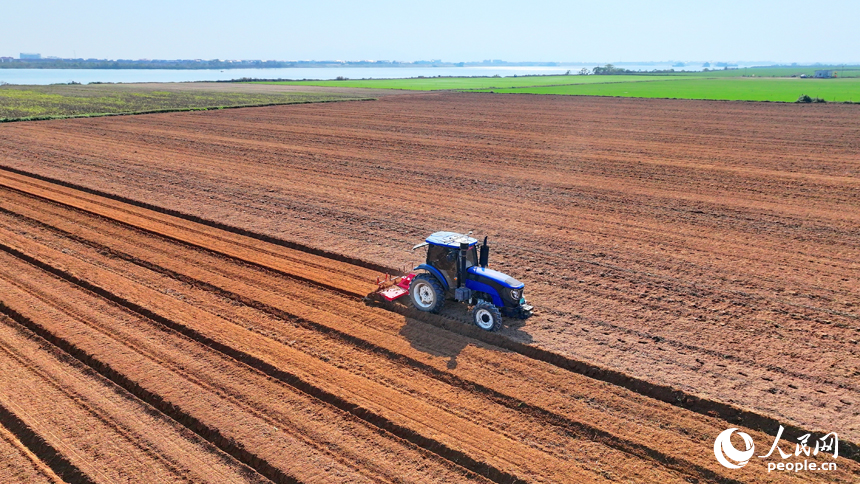 豐城市尚莊街道的一處蔬菜種植基地，農機手駕駛犁田機在耕整農田，種植露地蔬菜。人民網 朱海鵬攝