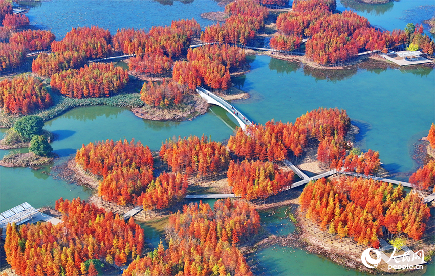 南昌市魚尾洲濕地公園，連片的水杉色彩斑斕、層林盡染。人民網 朱海鵬攝