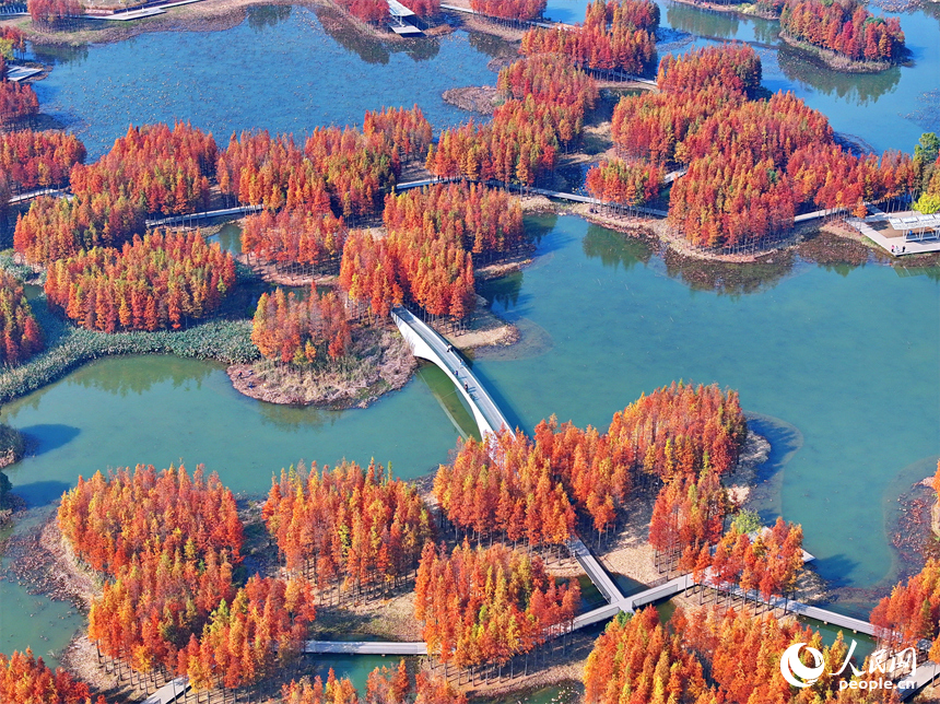 南昌市魚尾洲濕地公園，連片的水杉色彩斑斕、層林盡染。人民網 朱海鵬攝
