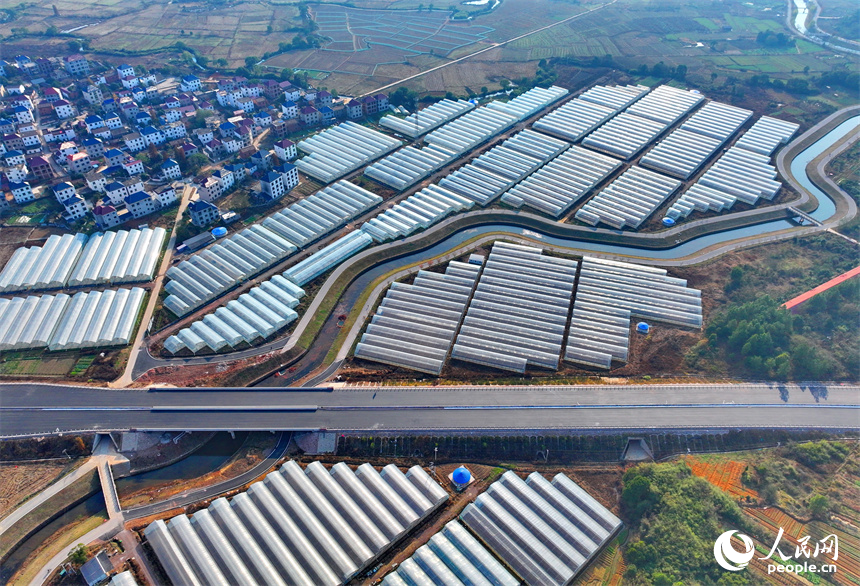 撫州市東鄉區孝崗鎮，縱橫交錯的公路與鱗次櫛比的大棚相得益彰。人民網 朱海鵬攝