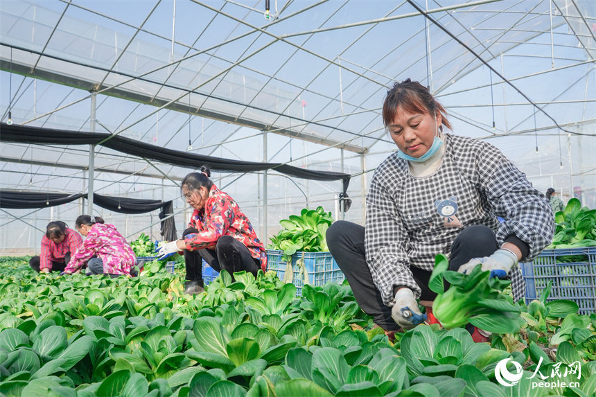 江西省撫州市東臨新區竹溪村千畝蔬菜種植基地，村民們正在加緊采收蔬菜。人民網 孔文進攝