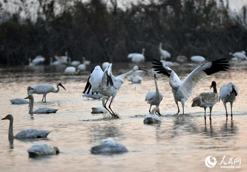 鄱陽湖畔白鶴在水中展翅。人民網記者 時雨攝