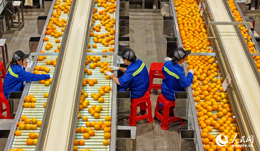 贛州市信豐縣的一家臍橙加工企業內，工人在智能分選包裝生產線上篩選包裝贛南臍橙。人民網 朱海鵬攝