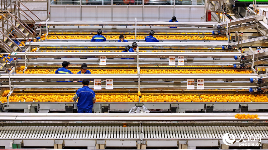 贛州市信豐縣的一家臍橙加工企業內，工人在智能分選包裝生產線上篩選包裝贛南臍橙。人民網 朱海鵬攝