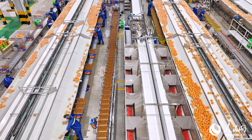 贛州市信豐縣的一家臍橙加工企業內，工人在智能分選包裝生產線上篩選包裝贛南臍橙。人民網 朱海鵬攝