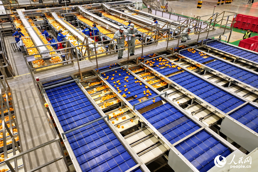 贛州市信豐縣的一家臍橙加工企業內，工人在智能分選包裝生產線上篩選包裝贛南臍橙。人民網 朱海鵬攝