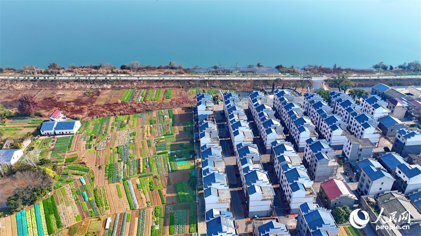 吉水縣金灘鎮贛江沿岸一帶，車輛往來穿梭，通村公路旁的農房鱗次櫛比，與綠樹、田壟、碧水相映成景。人民網 朱海鵬攝