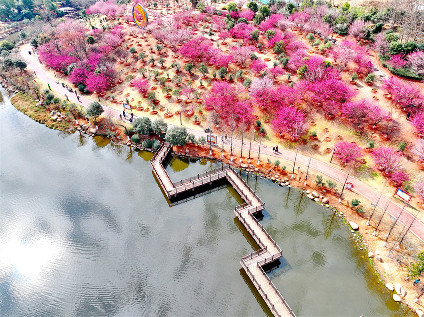 贛州市金鳳梅園紅梅綻放，美不勝收，吸引不少游客前來游玩。人民網 朱海鵬攝