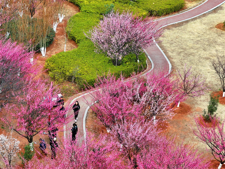 贛州市金鳳梅園紅梅綻放，美不勝收，吸引不少游客前來游玩。人民網 朱海鵬攝