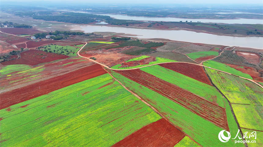 樟樹市義城鎮羅港村村民駕駛著農機在翻耕田地。人民網 朱海鵬攝