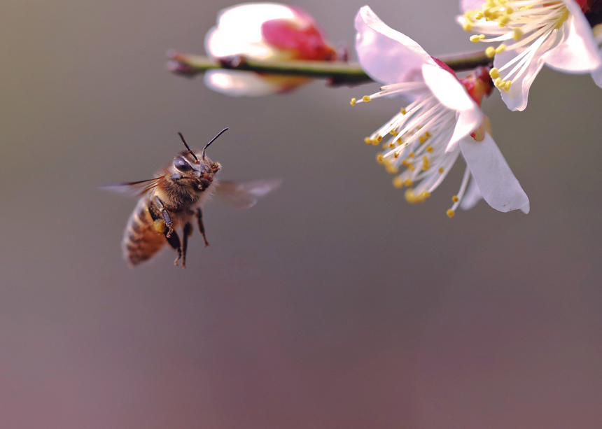 競相綻放的梅花吸引許多蜜蜂前來采蜜。郭英攝