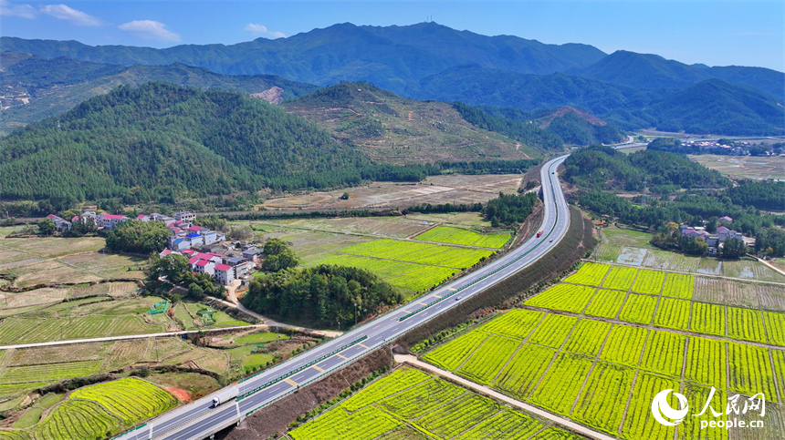 吉水縣醪橋鎮油菜花盛開，春景怡人。人民網 朱海鵬攝