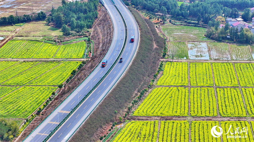 吉水縣醪橋鎮油菜花盛開，春景怡人。人民網 朱海鵬攝