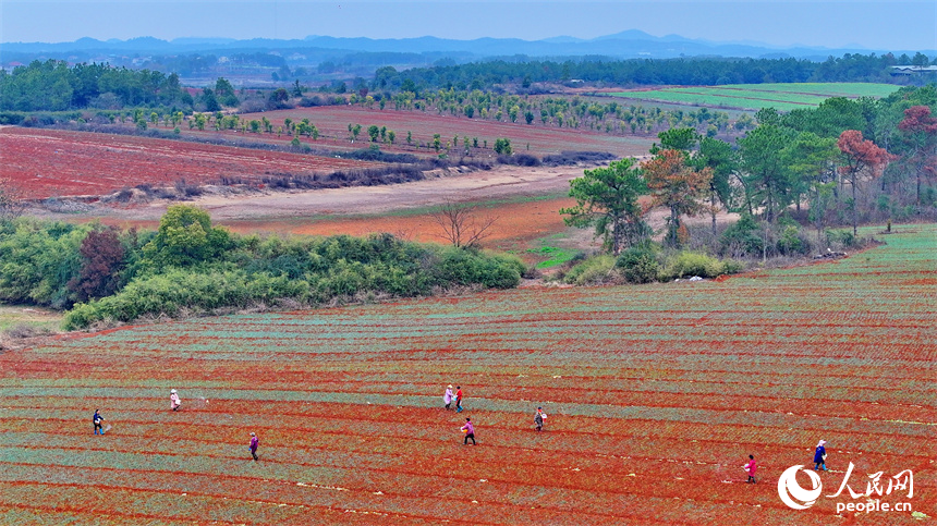 樟樹市義成鎮烏塘村的農業產業種植基地，農事“鐘點工”在田間給農作物施肥。人民網 朱海鵬攝