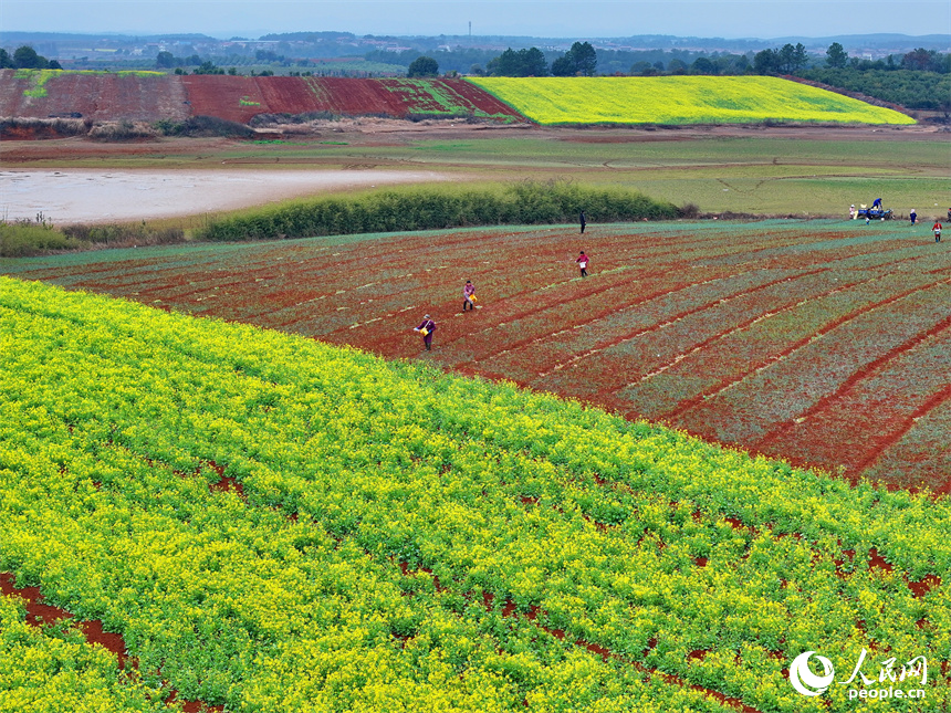 樟樹市義成鎮烏塘村的農業產業種植基地，農事“鐘點工”在田間給農作物施肥。人民網 朱海鵬攝