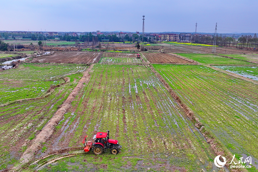 豐城市張巷鎮白馬村，農機手駕駛拖拉機在耕整高標準農田。人民網 朱海鵬攝