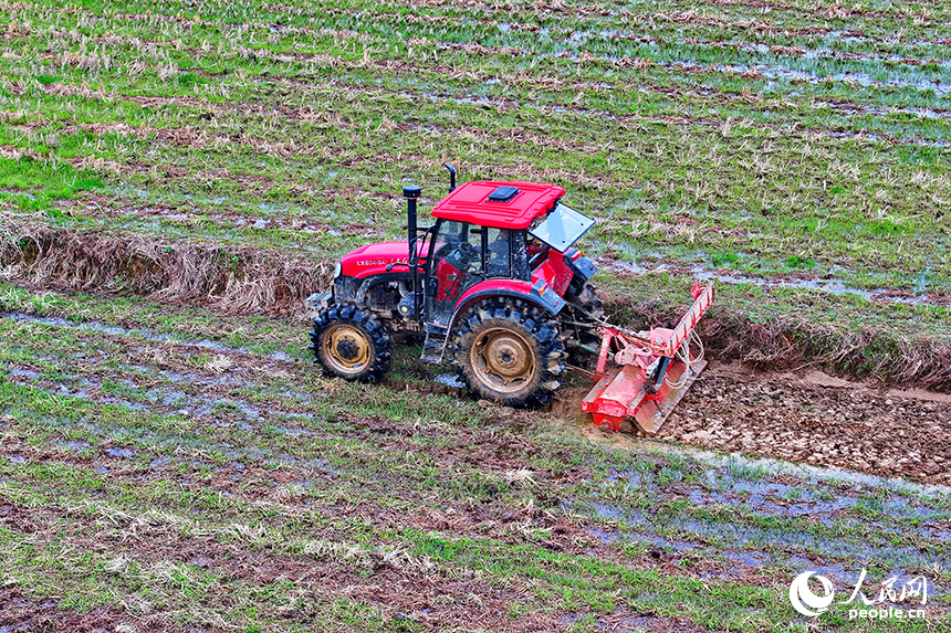 豐城市張巷鎮白馬村，農機手駕駛拖拉機在耕整高標準農田。人民網 朱海鵬攝