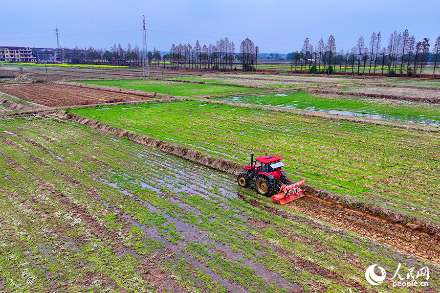 豐城市張巷鎮白馬村，農機手駕駛拖拉機在耕整高標準農田。人民網 朱海鵬攝