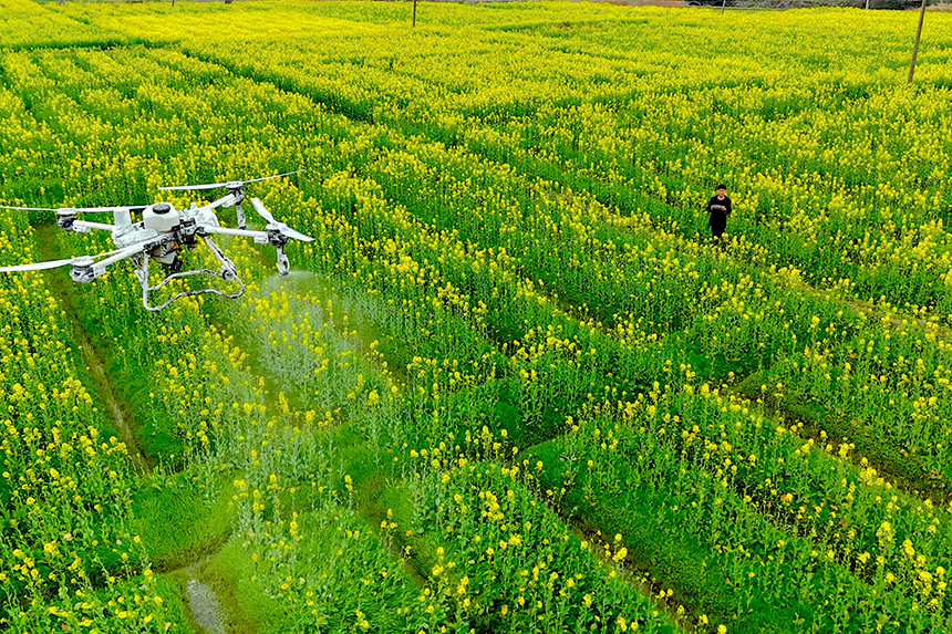 作業人員操作植保無人機對油菜噴灑葉面肥。姚雨婷攝