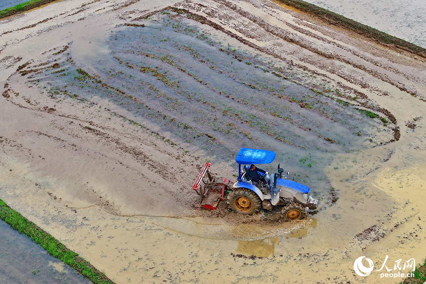 撫州市崇仁縣六家橋鄉艾坊村，農機手在駕駛拖拉機翻耕高標準農田。人民網 朱海鵬攝