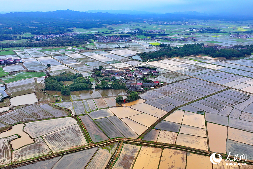 撫州市崇仁縣六家橋鄉艾坊村，春雨浸潤后的高標準農田阡陌縱橫、路通渠連，如同調色盤。人民網 朱海鵬攝