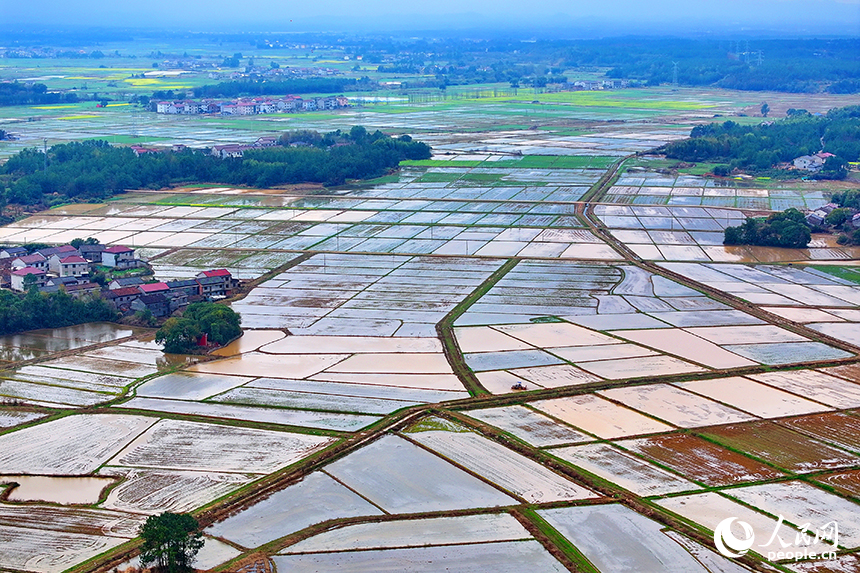 撫州市崇仁縣六家橋鄉艾坊村，春雨浸潤后的高標準農田阡陌縱橫、路通渠連，如同調色盤。人民網 朱海鵬攝