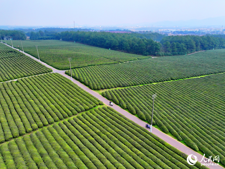 撫州市金溪縣秀谷鎮肖科村的一處茶園，許多游客前來騎行游玩，處處綠景怡人、春意盎然。人民網 朱海鵬攝