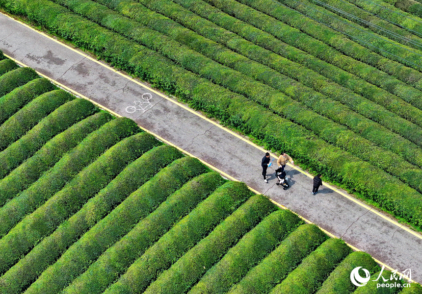 撫州市金溪縣秀谷鎮肖科村的一處茶園，許多游客前來騎行游玩，處處綠景怡人、春意盎然。人民網 朱海鵬攝