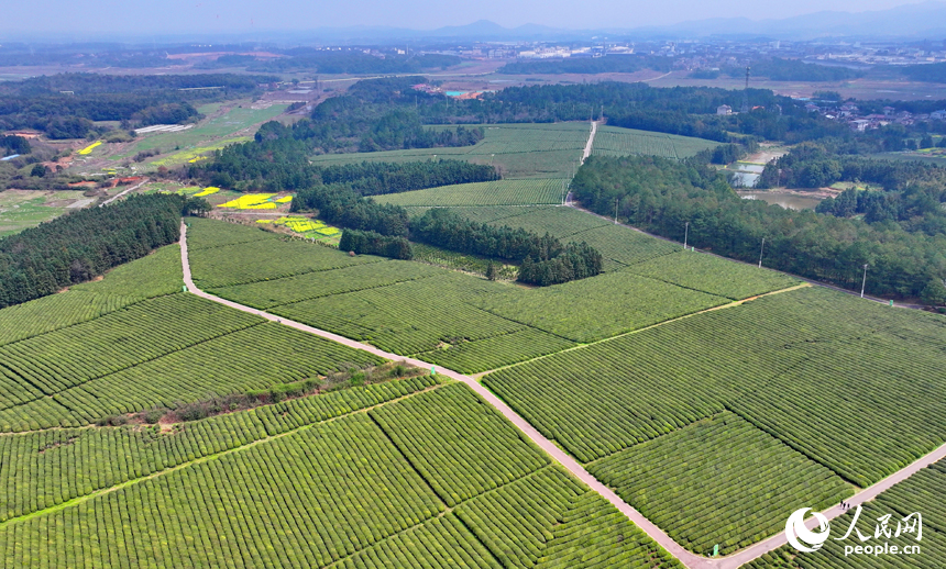 撫州市金溪縣秀谷鎮肖科村的一處茶園，許多游客前來騎行游玩，處處綠景怡人、春意盎然。人民網 朱海鵬攝