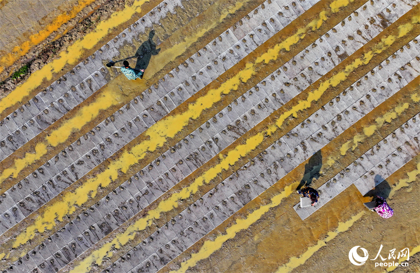 撫州市金溪縣瑯琚鎮厚山村的早稻集中育秧基地，村民在田間擺秧盤、平廂面、撒種覆膜。人民網 朱海鵬攝