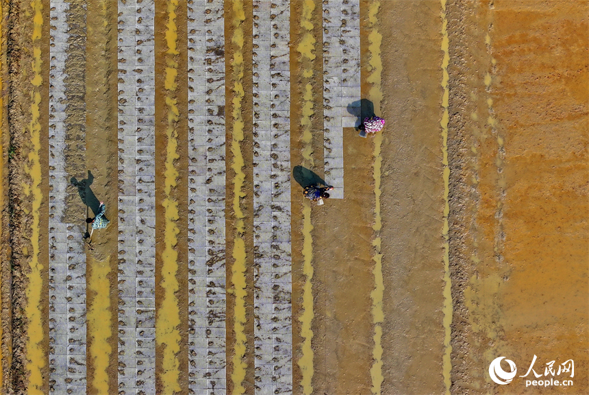 撫州市金溪縣瑯琚鎮厚山村的早稻集中育秧基地，村民在田間擺秧盤、平廂面、撒種覆膜。人民網 朱海鵬攝