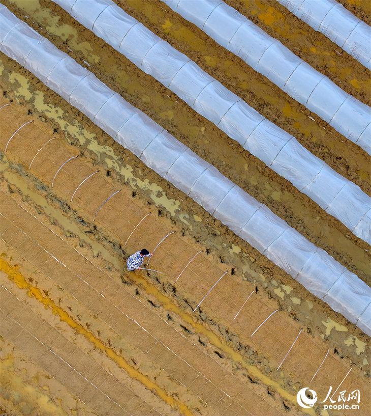 撫州市金溪縣瑯琚鎮厚山村的早稻集中育秧基地，村民在田間擺秧盤、平廂面、撒種覆膜。人民網 朱海鵬攝