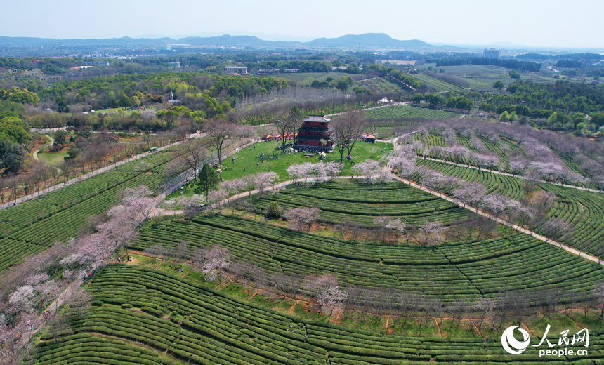鳳凰溝景區千畝茶園吸引市民游客前來體驗游玩。人民網記者 毛思遠攝