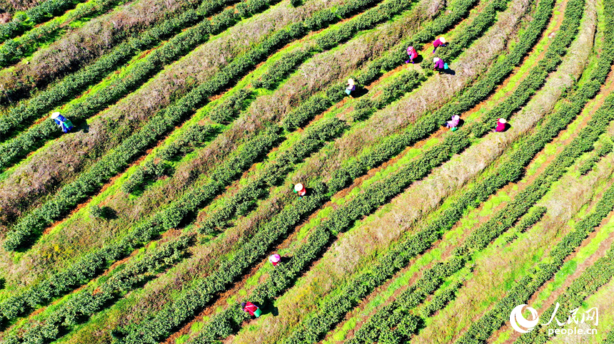 贛州市崇義縣上堡鄉萬長山高山茶場，茶農搶抓利好天氣采摘明前茶供應市場。人民網 朱海鵬攝