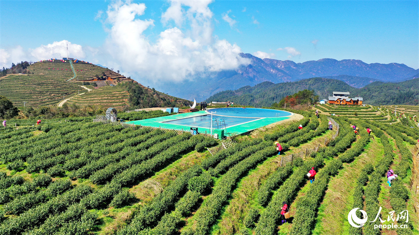 贛州市崇義縣上堡鄉萬長山高山茶場，茶農搶抓利好天氣采摘明前茶供應市場。人民網 朱海鵬攝