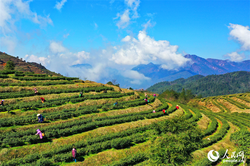 贛州市崇義縣上堡鄉萬長山高山茶場，茶農搶抓利好天氣采摘明前茶供應市場。人民網 朱海鵬攝